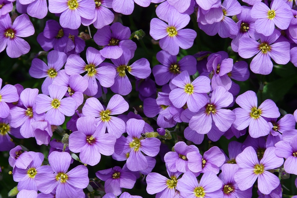 Aubrieta