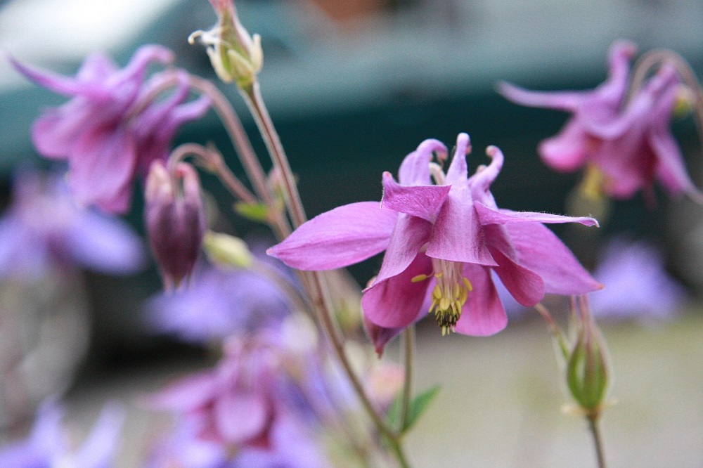 Epimedium