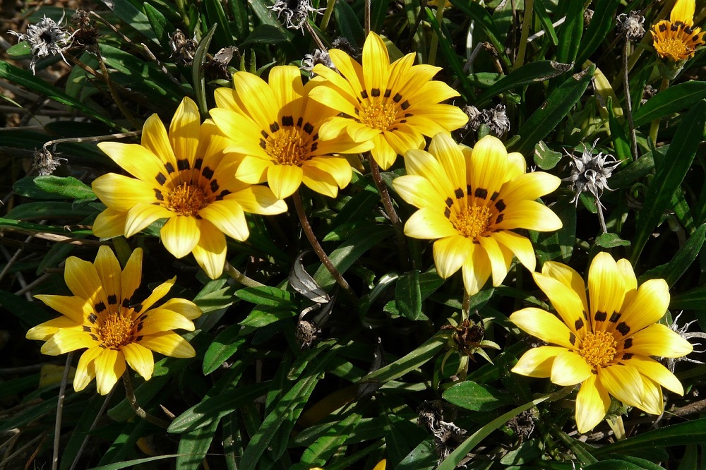 Gazania