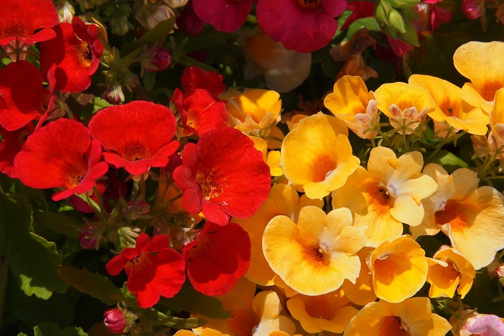 aiuole fiorite in primavera - Nemesia