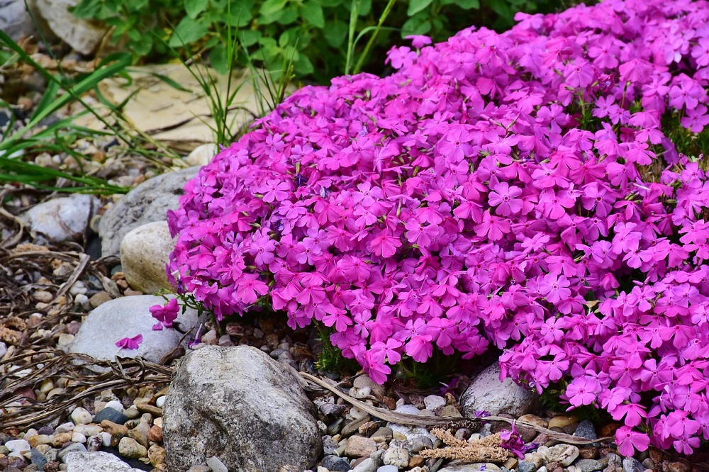 aiuole fiorite in primavera - Phlox subulata