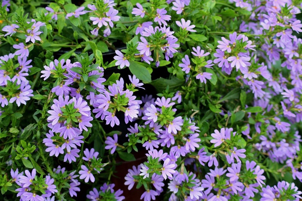 Scaevola