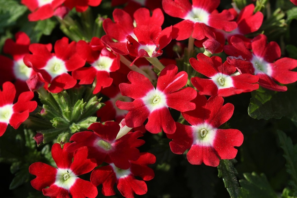 Verbena grandiflora